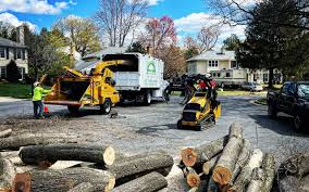 Professional Tree Removal in Sugar Hill, GA